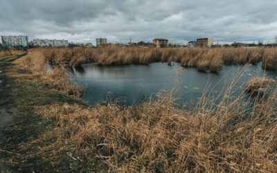 Le rôle des zones humides dans la prévention des inondations