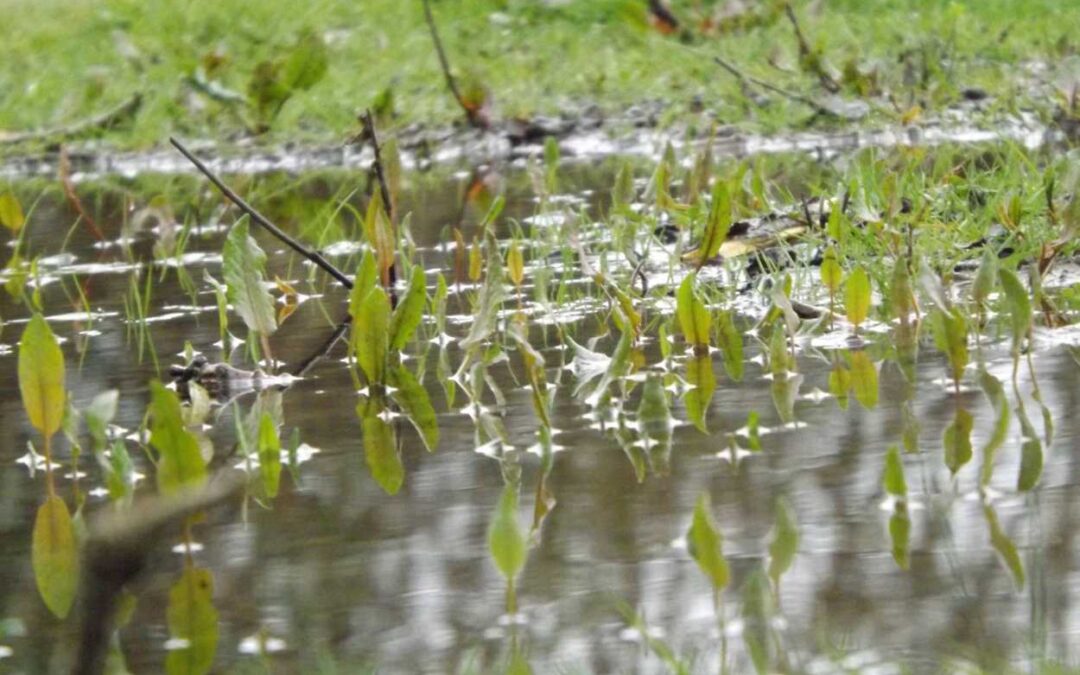 Petites plantes émergentes partiellement submergées dans une zone inondée