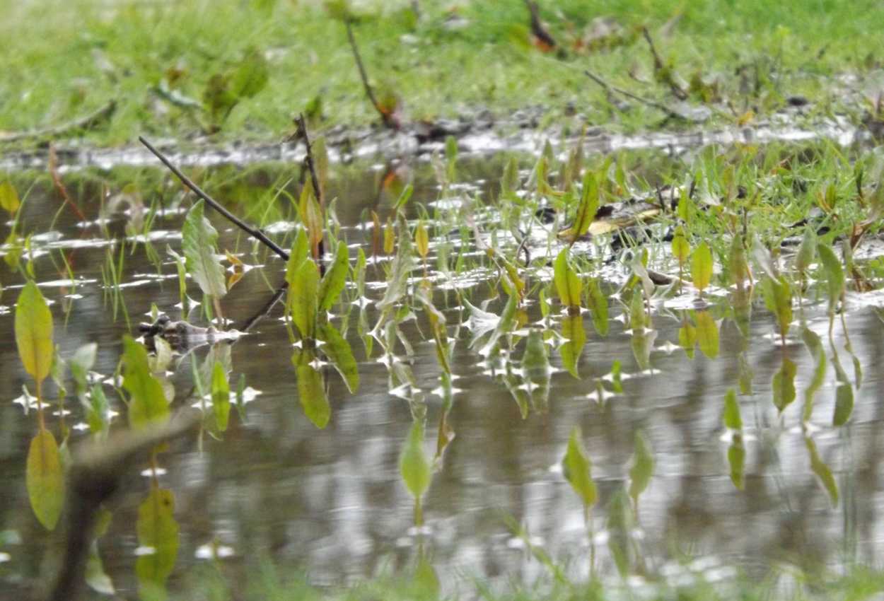 Petites plantes émergentes partiellement submergées dans une zone inondée