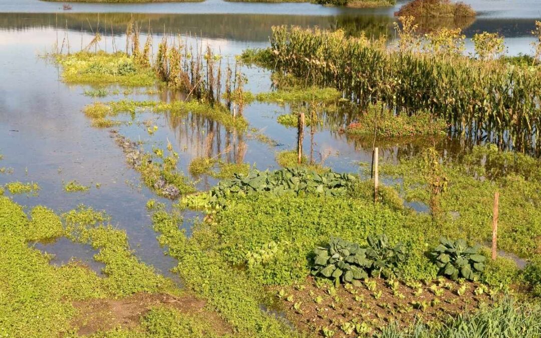 Comment un jardin absorbant peut prévenir les inondations ?