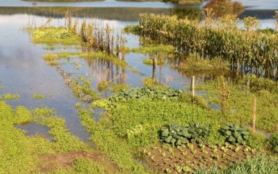 Comment un jardin absorbant peut prévenir les inondations ?