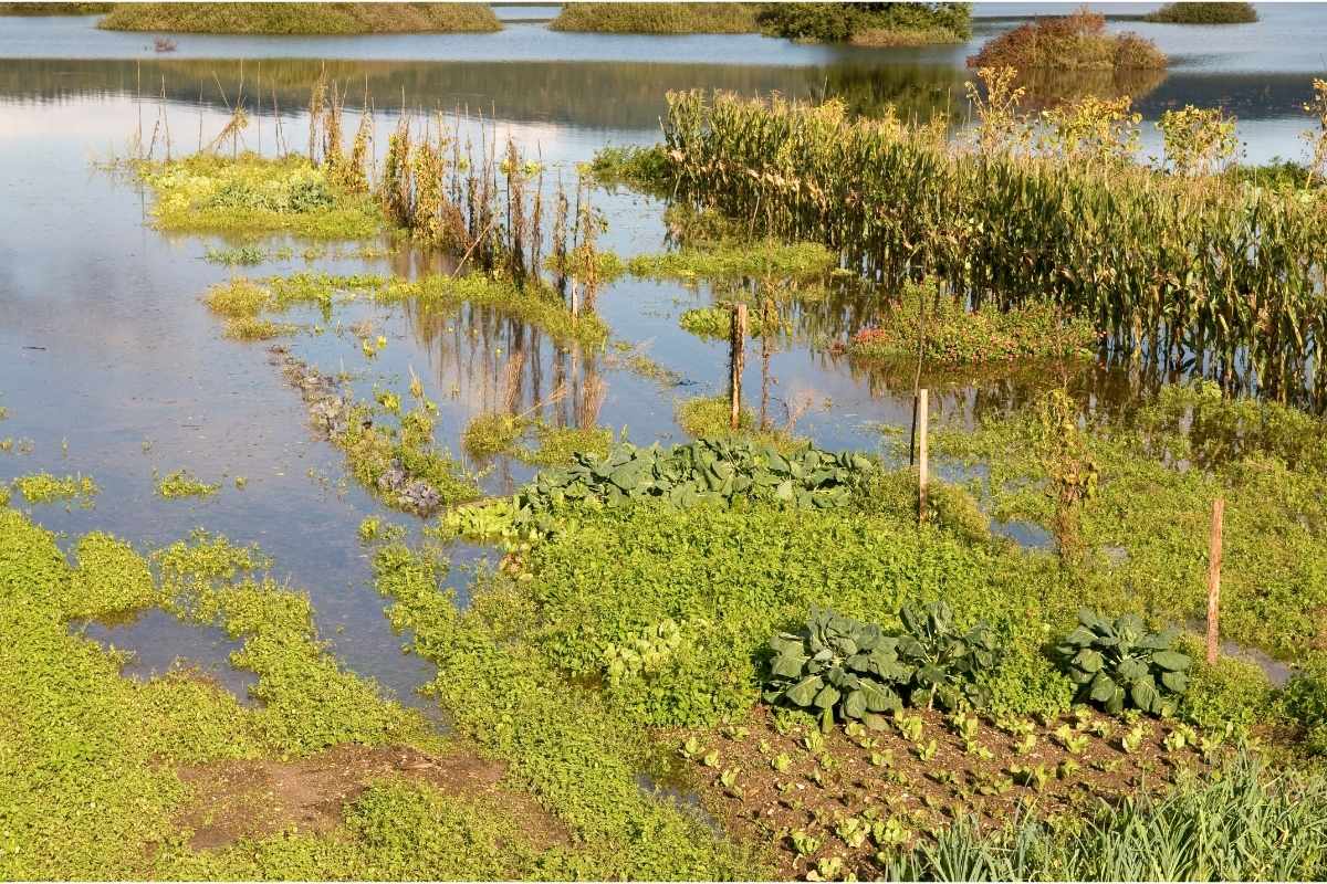 jardin absorbant inondation