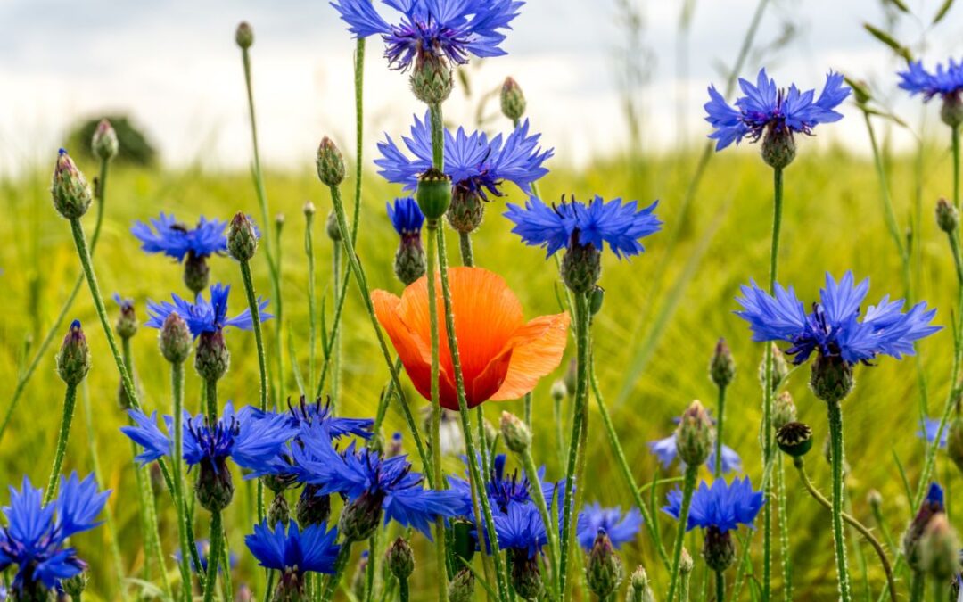 L’impact des inondations sur la biodiversité locale : comprendre et agir