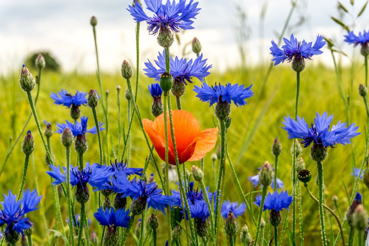 Champ de fleurs avec des bleuets bleus et un coquelicot orange au centre, symbolisant la biodiversité dans un paysage naturel.