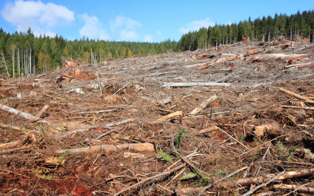 Les impacts de la déforestation sur les inondations : comprendre et agir